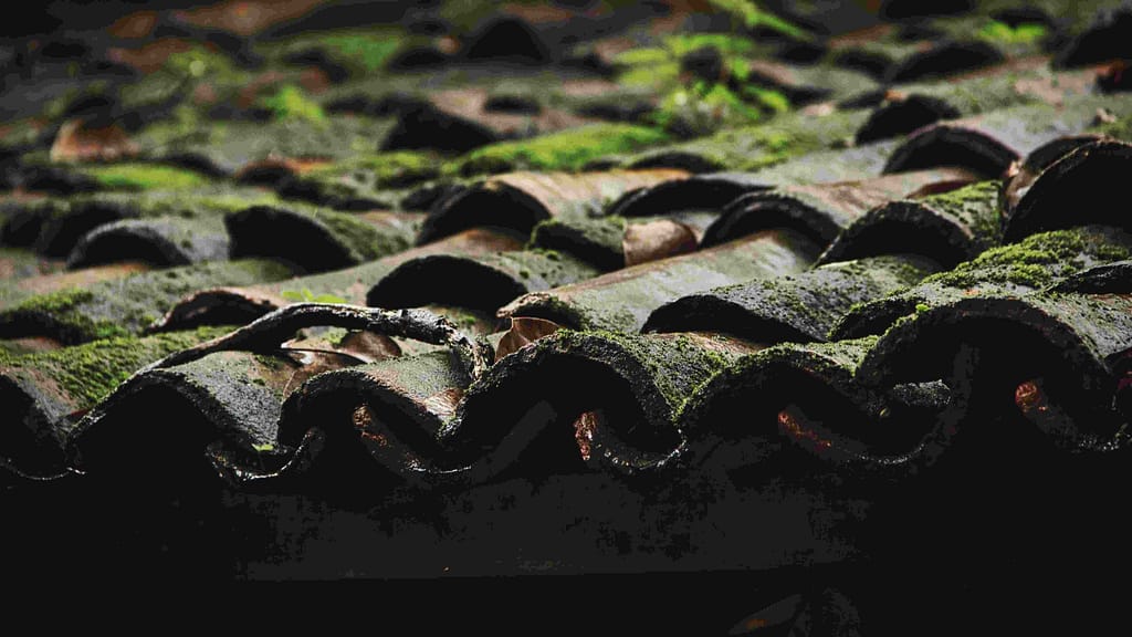 roof with moss
