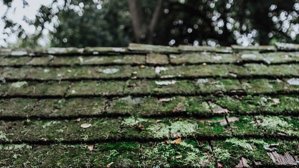 Aging Virginia roof with moss on it.