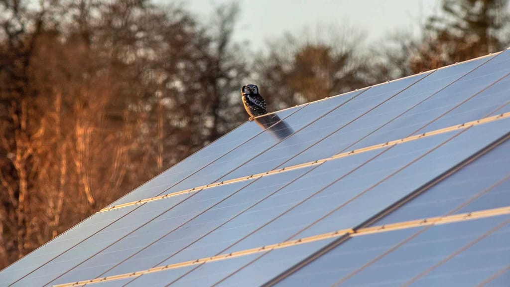Solar panels installed on a home with an owl installed by Utah roofer