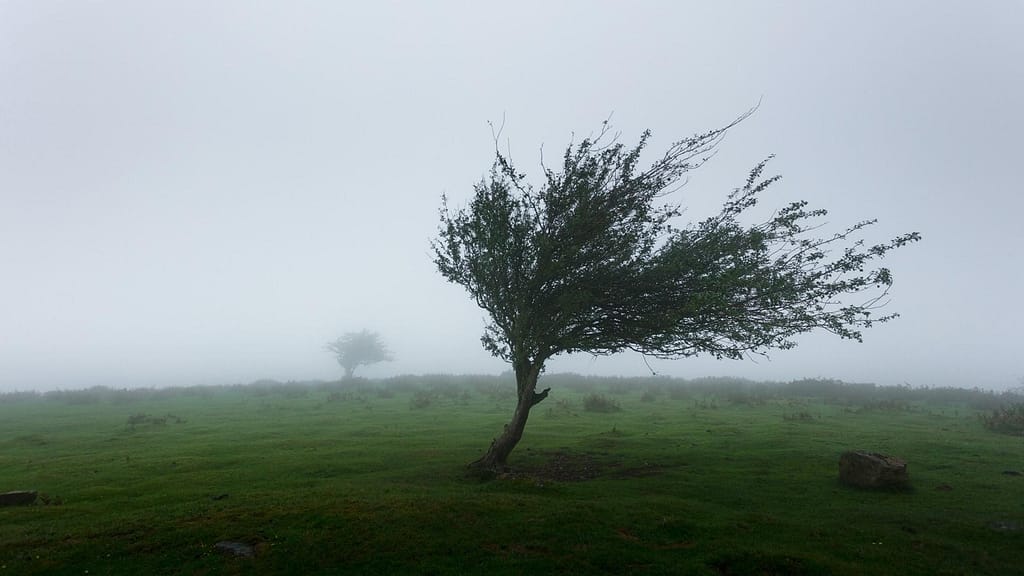 big tress and strong winds can affect Ohio roofing contractor labor cost