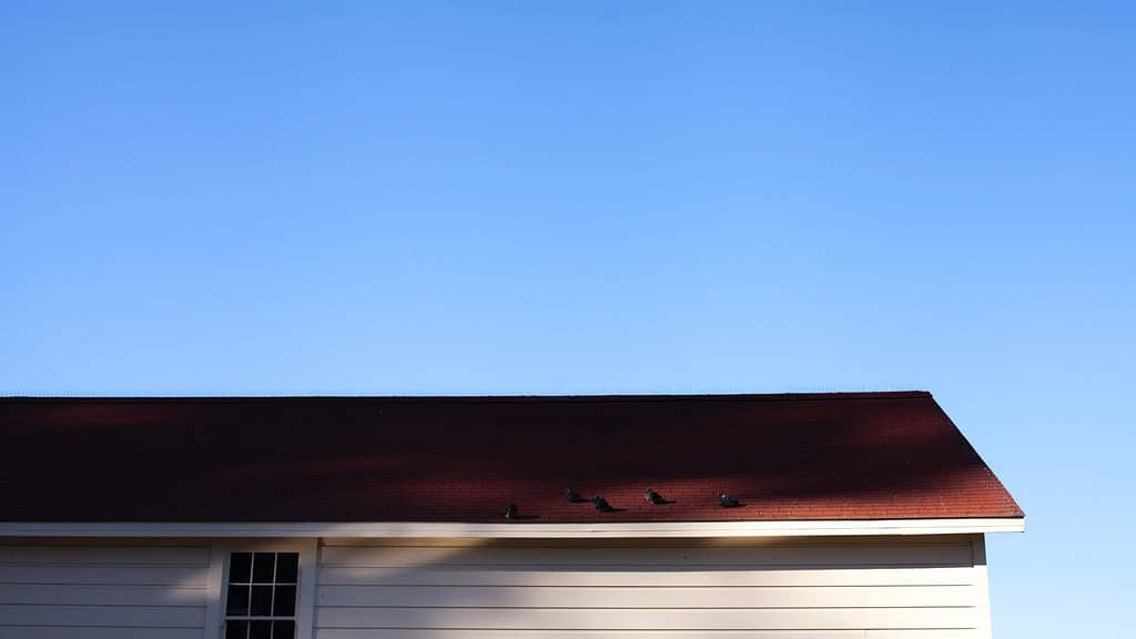 birds and color red roof inspected by a skilled Idaho roofer