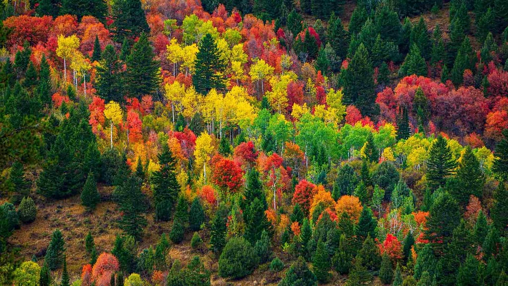 colorful trees atIdaho reservoir 