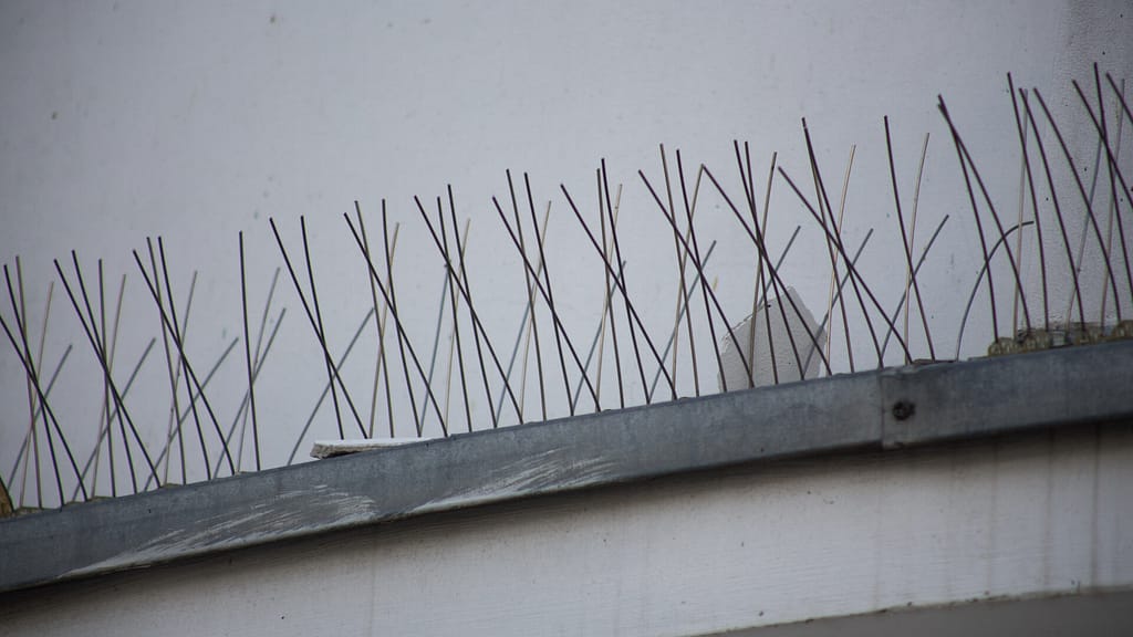 Bird spikes