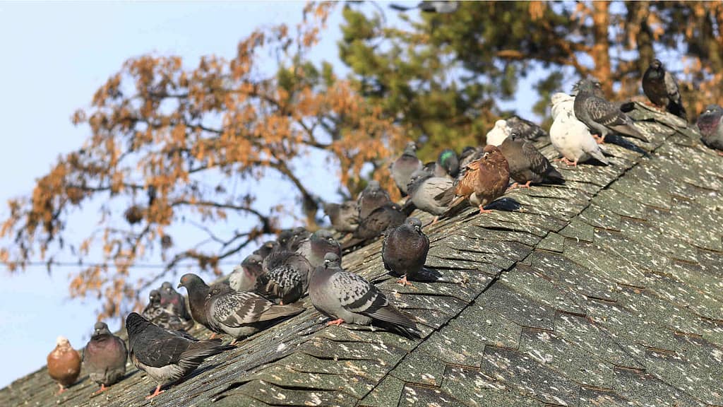 Flock of pigeons and scattered droppings on a roof