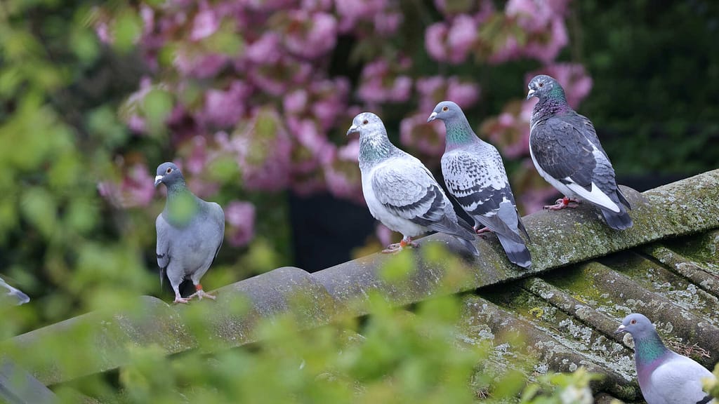 Flock of pigeons staying on a roof
