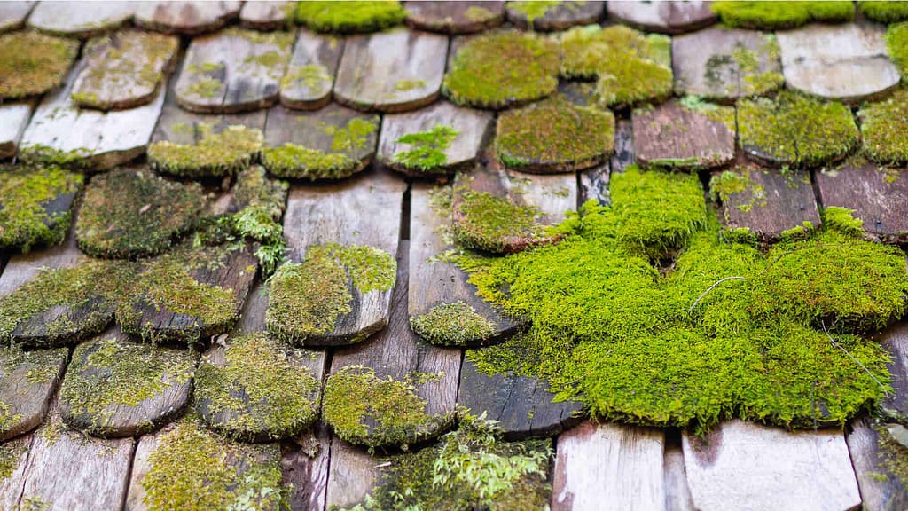 Moss on roof