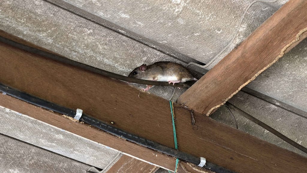 rat crawling on a wooden beam