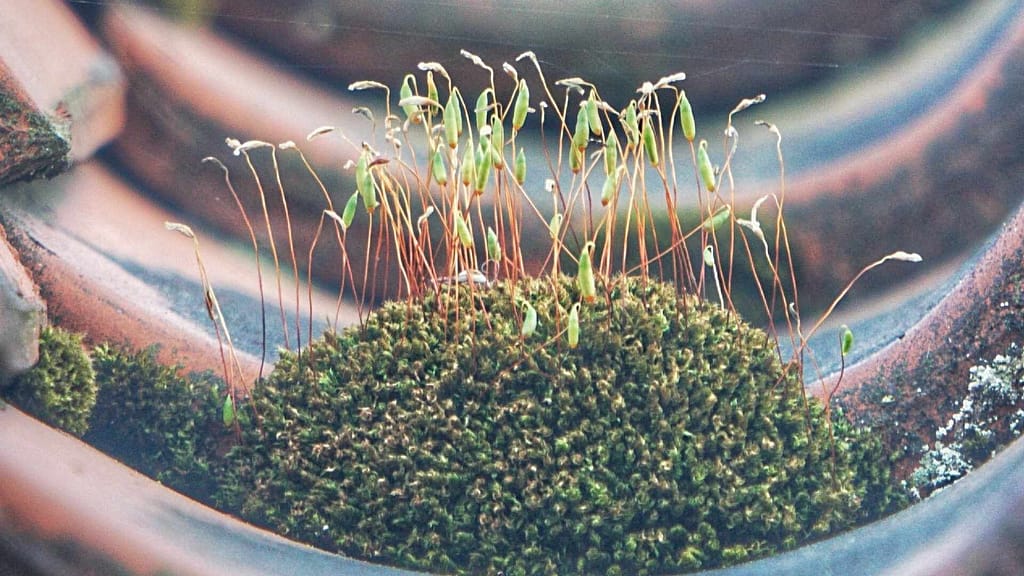 moss growing on a roof