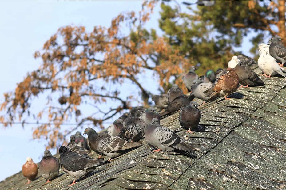 Flock of feral pigeons staying in a roof filled with droppings