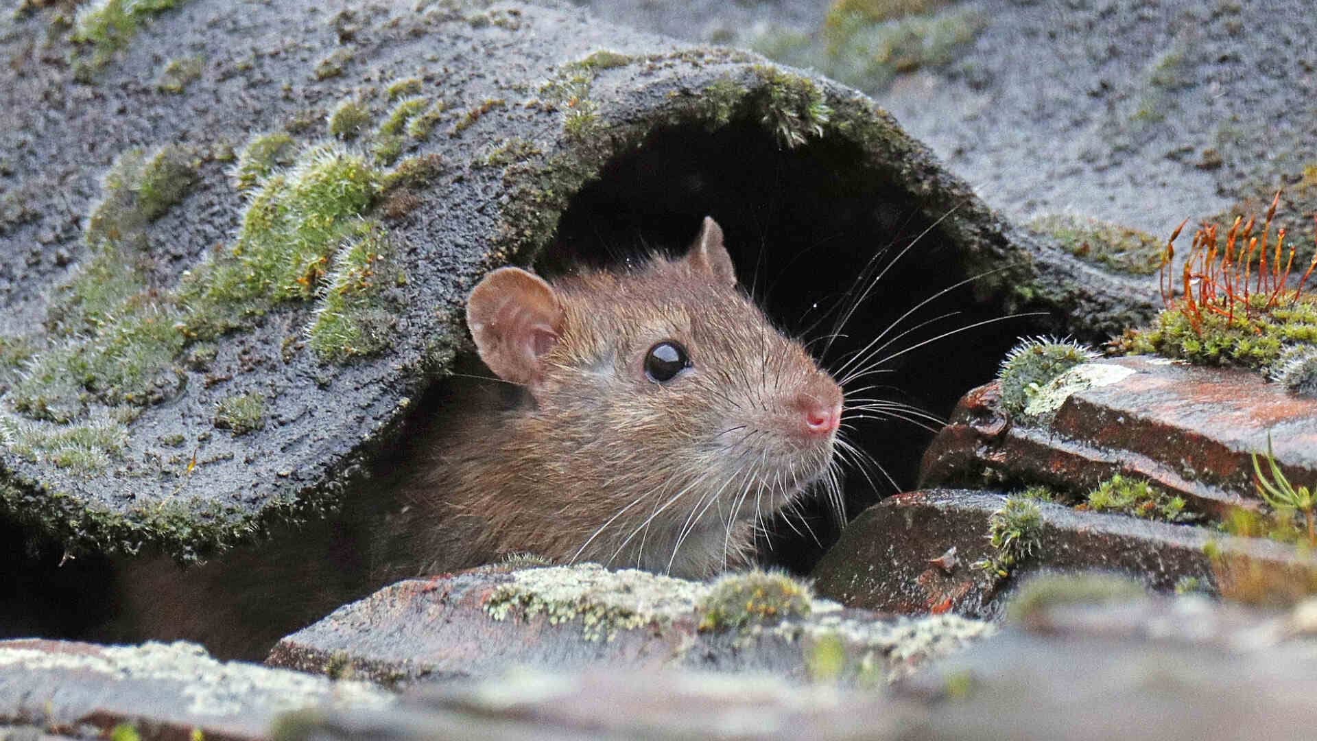 Are Roof Rats Dangerous Instant Roofer are-roof-rats-dangerous-instant-roofer