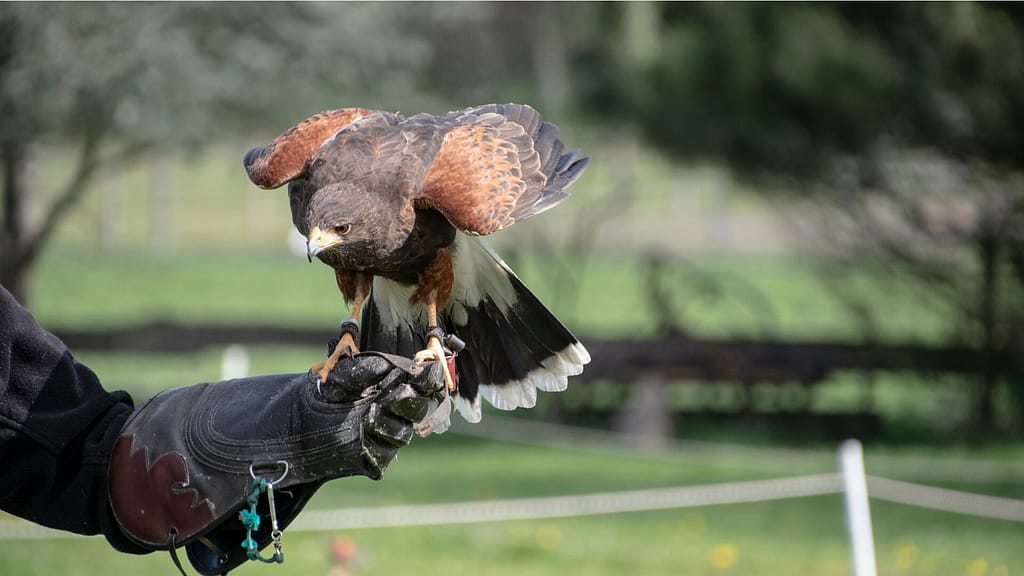 Falcon standing on the hand of its trainer