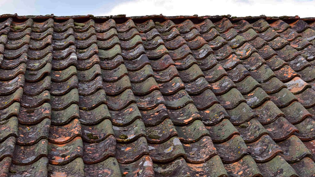 Moss heavily infested by moss