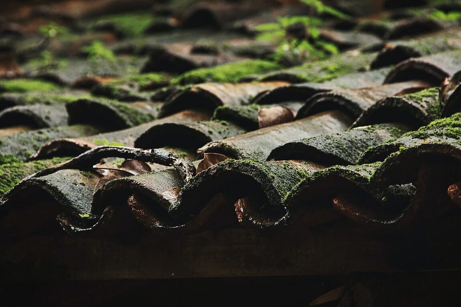 roof with moss
