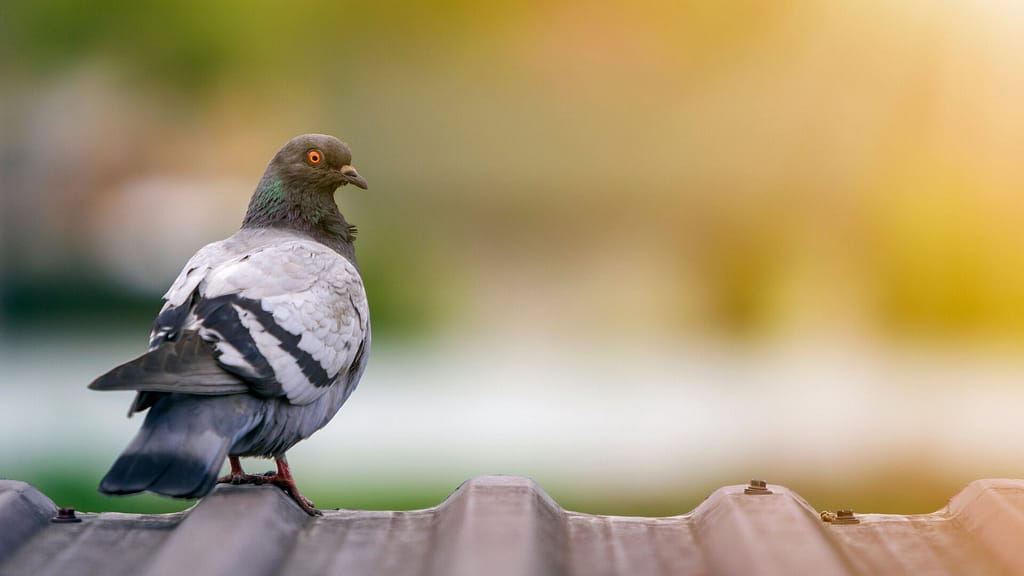 Pigeon on a roof