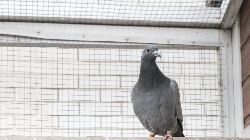 Pigeon trapped in a cage