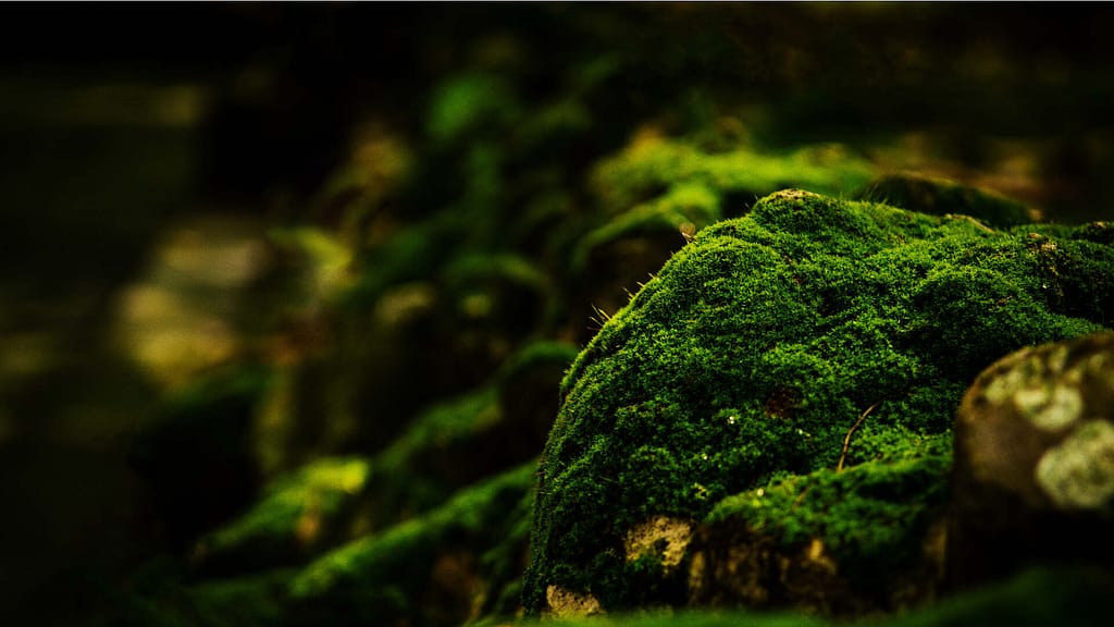 Moss close-up look