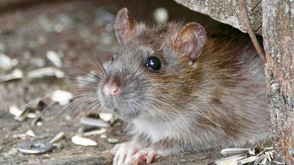 close up photo of a rat in the attic