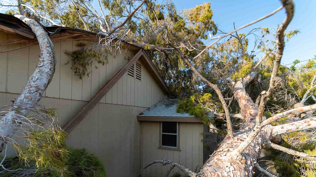 roof damaged by a fallen tree