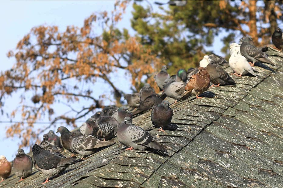 Flock of feral pigeons staying in a roof filled with droppings